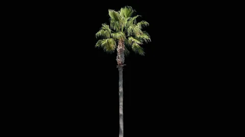 Real Palm isolated on the wind 4 4K Stock Footage 130325532