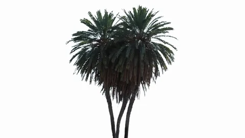 Real Palms isolated on the wind 1 on white background Stock Footage 125715764