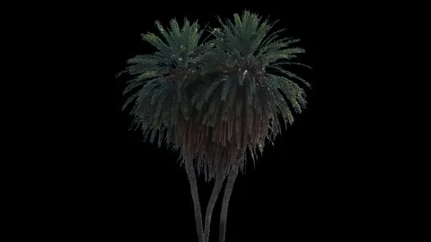Real Palms isolated on the wind 1 Stock Footage 126604088