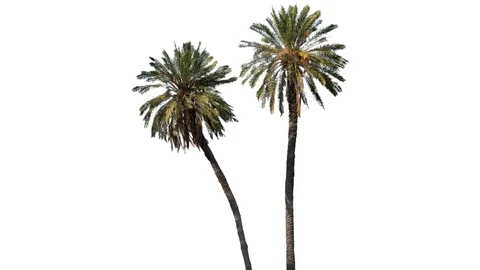 Real Palms isolated on the wind 2 on white background Video stock 125715838