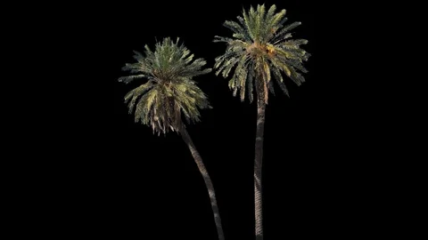 Real Palms isolated on the wind 2 Stock Footage 126604668