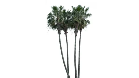 Real Palms isolated on the wind 3 4K on white background Video stock 126235429