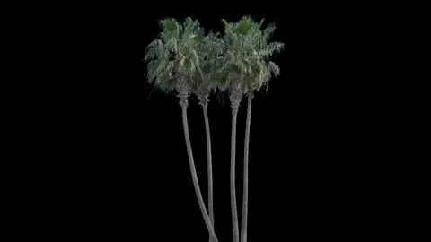 Real Palms isolated on the wind 3 Stock Footage 126604533