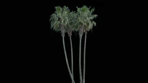 Real Palms isolated on the wind 3 4K Stock Footage 130327550