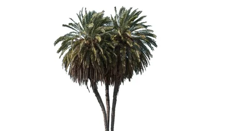 Real Palms isolated on the wind 4 on white background Stock Footage 129312595
