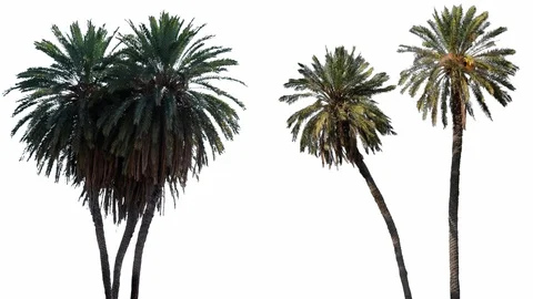 Real Palms isolated on the wind MIX 1-2 on white background Stock Footage 125838363