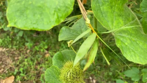 Real Passiflora foetida Fruit Growing in a Natural Habitat 스톡 동영상 219242022