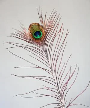 Real Peacock Feather isolated Stock Photos