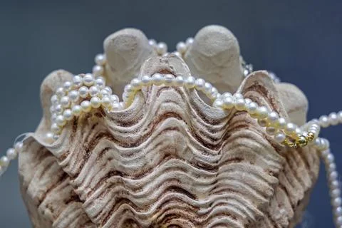 Real Pearls Sea Shell Stock-Fotos