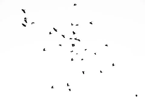 Real photo of flying crows on the white sky hi-res texture for designers Stock Photos