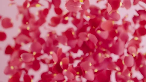 Real pink rose petals are flying up. Explosion of rose petals for happy scenes Stock Footage 178406513
