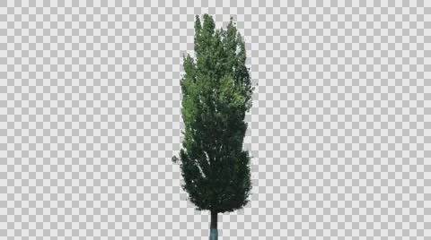 Real Poplar Tree Isolated On The Wind 1 Stock Footage 65117183