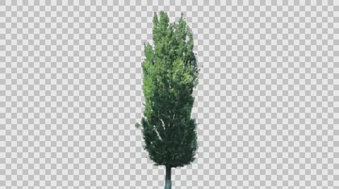 Real Poplar Tree Isolated On The Wind 1 Stock Footage 65127086