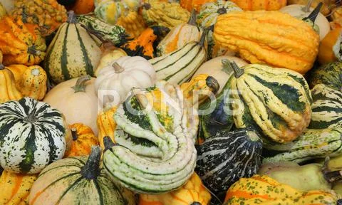 Real pumpkins to decorate the house during the halloween party Stock Photos