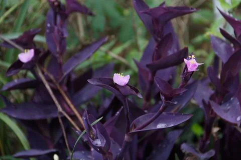 Real Purple Leaf Stock Photos
