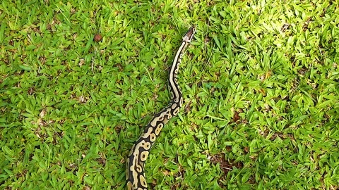 Real python (Python regius) crawling on the green grass. Stock Footage 124510100