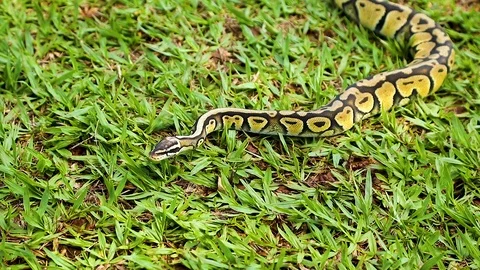 Real python (Python regius) sunbathing on the lawn. Stock Footage 124510095