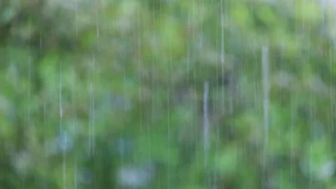 Real rain on green trees background. Raindrops falling down. Stock Footage 143961351