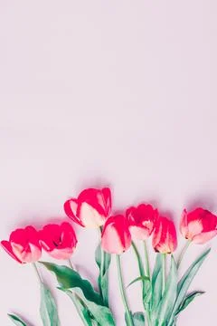 Real red spring tulip flowers on pink background. Flat lay. Greetings card .. Stock Photos