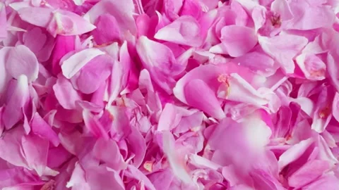 Real rose petals fall on surface creating pink texture. Stock-Footage 276554783