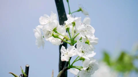 Real shot of a bee collecting nectar from beautiful pear blossoms in spring Video stock 304220860