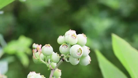 Real shot blueberry fruit Stock Footage 198518103