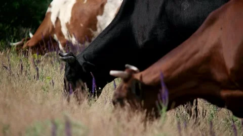 Real Shot Close Up Dairy Cattle Purple Wild Flower Grassland Inner Mongolia Stock Footage 337980896