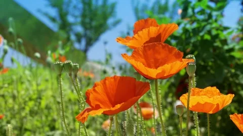 Real shot close view orange poppy flower soft spring light scenery Stock Footage 337925701
