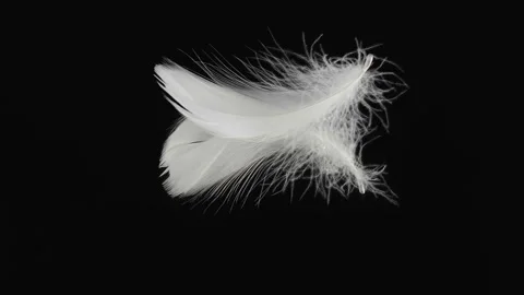 Real shot of falling white bird feather on a black mirror surface 4k resolution Vídeos de archivo 96283137