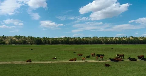 Real Shot of Forest Edge Grassland Cattle Horse Flock Scattered Grazing in Inner Stock Footage 337980826