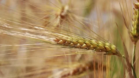 Real shot high definition video of golden wheat Stock Footage 281173803