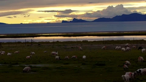 Real Shot of Lakeside Grassland Sunset Sheep Flock Pasture in Inner Mongolia Video stock 337980337