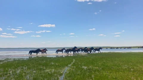 Real Shot of Lakeside Shallow Beach Grassland Horse Flock Crossing Water in Video stock 337980812