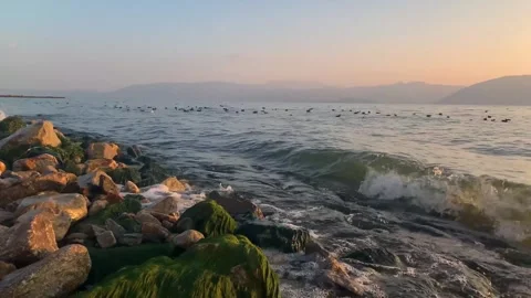 Real shot lakeside stone beach flocks of water bird lake scenery in Dali Yunnan Video stock 337923754