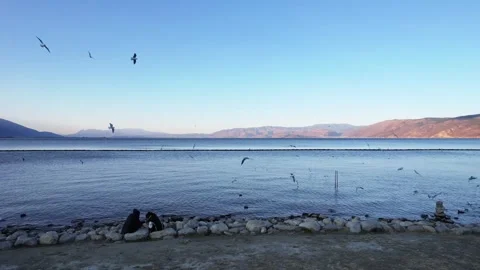 Real shot lakeside stone beach flying birds distant mountain lake scenery in Stock Footage 337923837