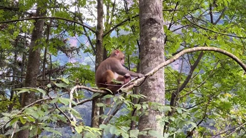 Real Shot of Macaque Climbing on Tree Branch and Resting Stock Footage 337929793