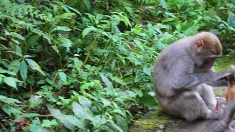 Real Shot of Macaque Sitting in Grass and Resting in Forest Stock Footage 337929515
