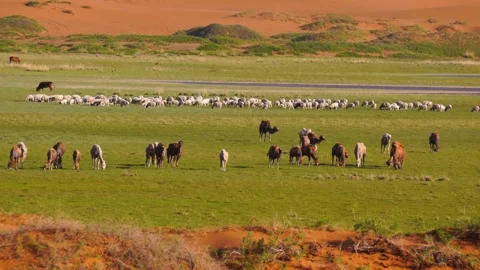 Real Shot Panoramic Sand Grassland Mixed Cattle Sheep Horse Herd Inner Mongolia Video stock 337980862