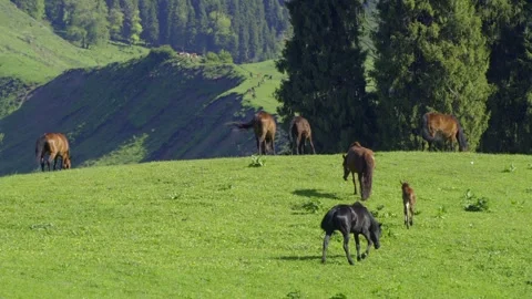 Real Shot Rolling Green Grass Slope Multiple Horses Grazing Forest Background Video stock 337980880