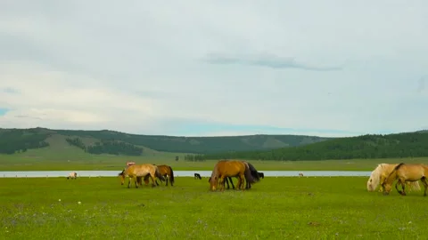 Real Shot of Shallow Beach Grassland Multi Color Horse Flock Scattered Grazing Video stock 337980836