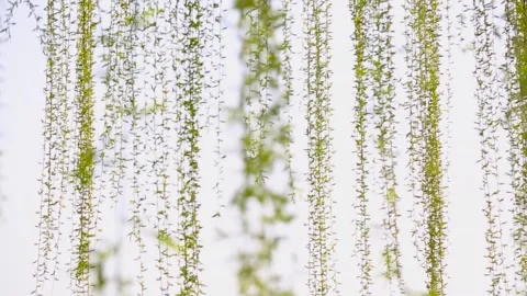 Real shot of shifting focus on willow branches Stock Footage 304221358