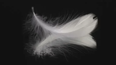 Real shot slow motion falling white bird feather on a black mirror surface Vídeos de archivo 96142511