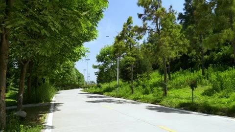 Real shot tree lined asphalt road forest footpath sunny scenery Video stock 337925714