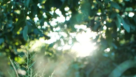 Real shot video of sunlight filtering through the forest Video stock 281174500