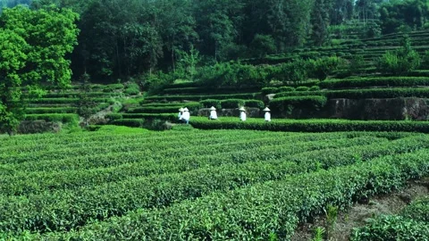 Real shot video of tea picking in mountain tea gardens Stock Footage 281167318
