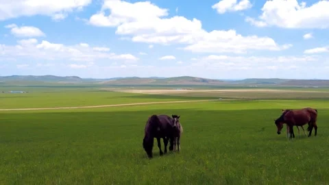 Real Shot of Wide Open Green Grass Slope Horse Close Up Drifting Cloud in Inner Stock Footage 337980814