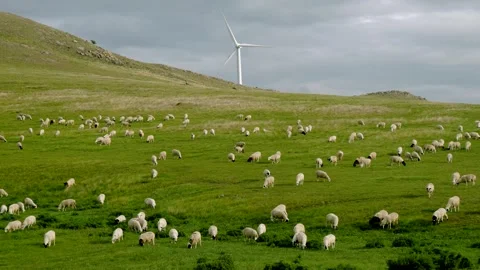Real Shot Wind Turbine Grass Slope Large Flock Sheep Grazing Inner Mongolia Stock Footage 337980892