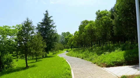 Real shot winding stone path lawn pine forest sunny scenery Video stock 337925751