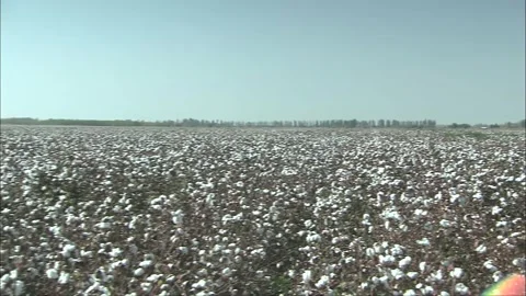 Real shots of cotton fields with huge planting area Stock Footage 252481867