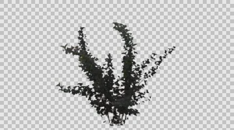 Real Shrub Isolated On The Wind 1 Stock Footage 63398697